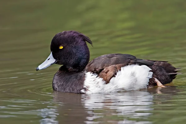 Eine Männliche Tufted Duck Aythya Fuligula Auf Einem Kleinen Teich — Stockfoto