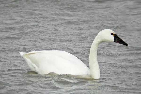 Cisne Tundra Cygnus Columbianus Agua —  Fotos de Stock