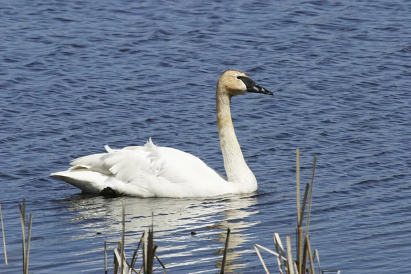 Cygne Siffleur Cygnus Columbianus Nageant Dans Les Zones Humides — Photo