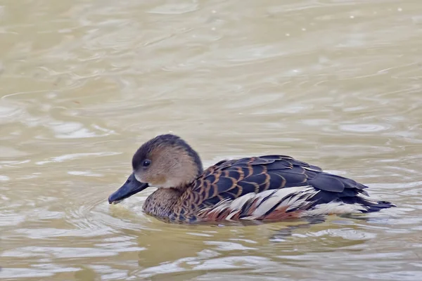 Wandering Whistling Duck Dendrocygna Arcuata Água — Fotografia de Stock