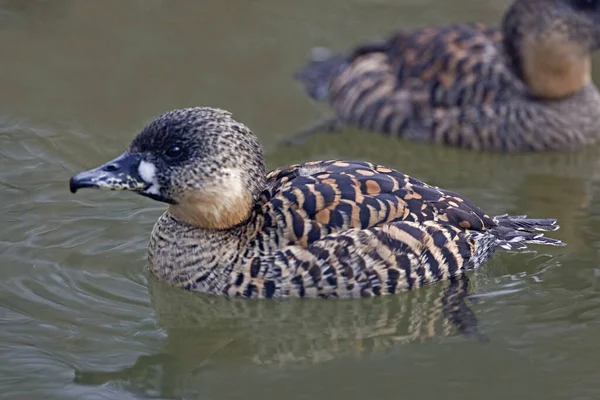 Canard Dos Blanc Thalassornis Leuconotus Vue Près — Photo