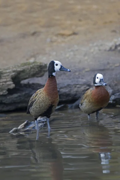 Vertical Pair White Face Whistling Duck Dendrocygna Viduata — стокове фото