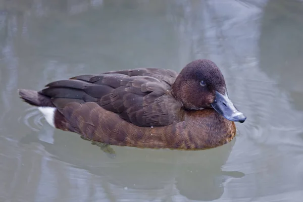 Uma Mulher Cabeça Dura Pato Olhos Brancos Aythya Australis Vista — Fotografia de Stock