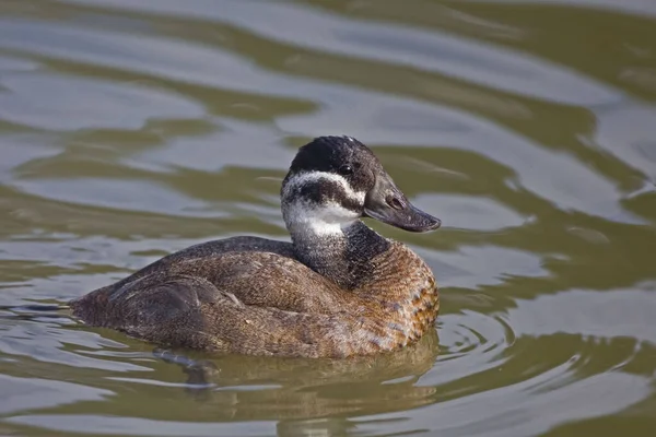 Pato Cabeça Branca Fêmea Oxyura Leucocephala Vista Perto — Fotografia de Stock