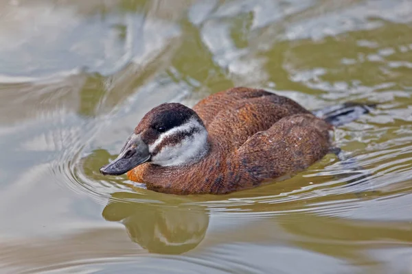 Pato Cabeça Branca Fêmea Oxyura Leucocephala Água — Fotografia de Stock