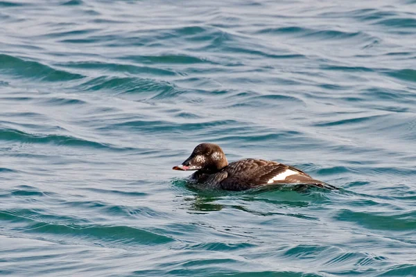 Uma Scoter Asa Branca Fêmea Melanitta Deglandi Relaxando Água — Fotografia de Stock