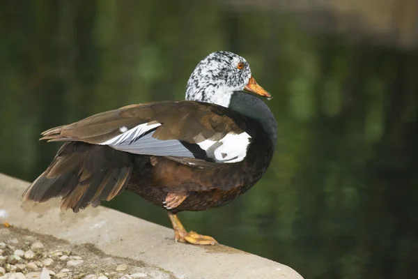 White Winged Duck Asarcornis Scutulata Perched Water — Stock Photo, Image