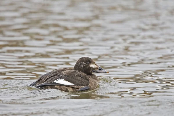 Female White Winged Scoter Melanitta Deglandi Resting Water — Stock Photo, Image