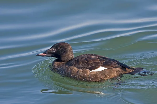 Close View Woman White Winging Scoter Melanitta Deglandi — стокове фото