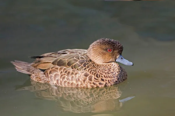 Sunda Teal Anas Giberifrons Widok Bliska — Zdjęcie stockowe