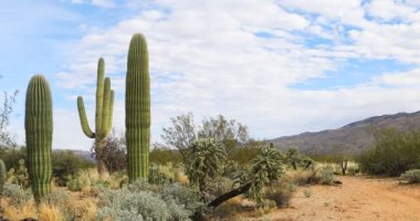 Sonoran Çölü Sahnesi 4K