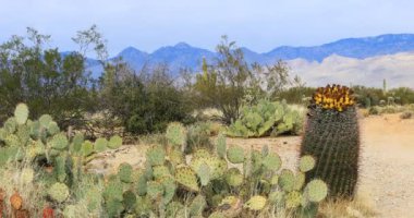 Tucson 4K yakınlarındaki Sonoran Çölü Sahnesi