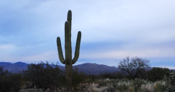 Zicht Sonoran Woestijn Bij Zonsondergang — Stockvideo