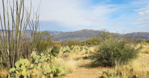 Escena Del Desierto Sonora Cactus — Vídeo de stock
