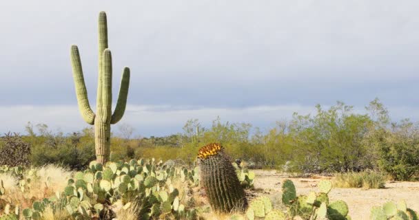 Escena Del Desierto Sonorense Con Saguaro — Vídeo de stock