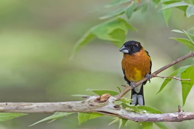Siyah saçlı bir erkek Grosgaga, Heucticus melanocephalus, ağaçta.