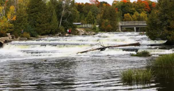 Hermosa Sauble Falls Ontario — Vídeo de stock