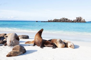 Bir grup Galapagos Deniz Aslanı Zalophus Wollebaeki dinleniyor.