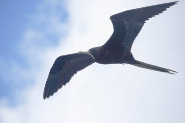 Dişi bir Büyük Frigatebird, Fregata minör, uçan