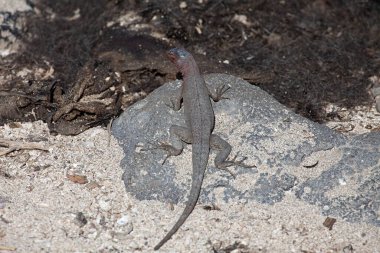 Galapagos 'ta bir Lav Kertenkelesi, Microlophus albemarlensis,