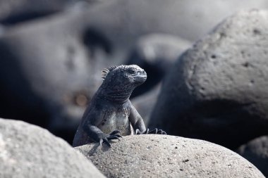 Bir Alert Marine Iguana, Amblyrhynchus kristali, Galapago 'da