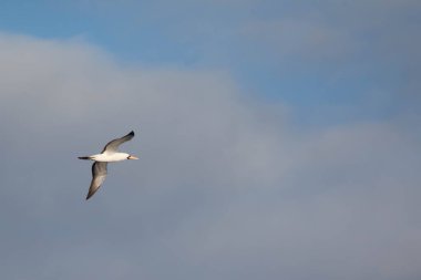Bir Nazca Booby, Sula Granti, Galapagos 'ta uçuyor.