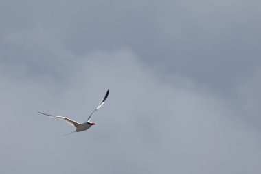 Kırmızı gagalı Tropicbird, Phaethon aethereus, uçuyor.
