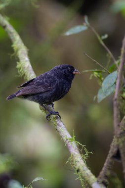 Galapagos 'ta, Geospiza fuliginosa' da tünemiş küçük bir toprak Finch 'in dikey tabanı.
