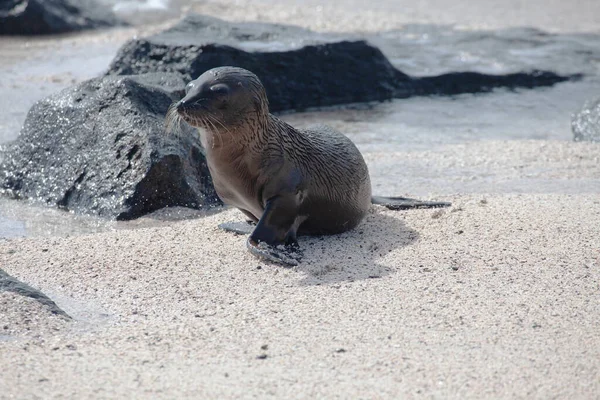 Young Galapagos Sea Lion Zalophus Wollebaeki Ocean — Stock Photo, Image