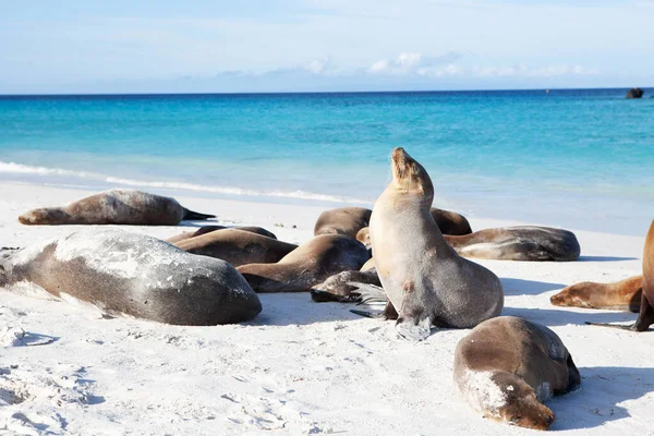 Bir grup Galapagos Deniz Aslanı, Zalophus Wollebaeki
