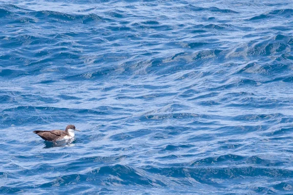 Galápagos Shearwater Puffinus Subalaris Descansando Sobre Água — Fotografia de Stock