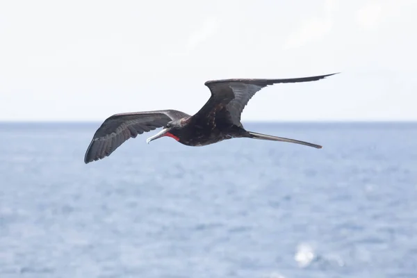 Grande Frigatebird Masculino Fregata Menor Voo — Fotografia de Stock