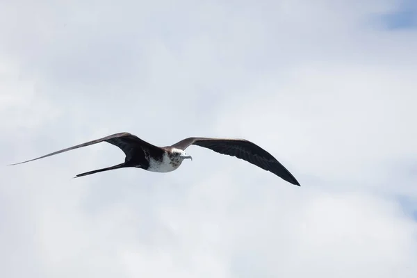 Egy Női Fenséges Fregatebird Fregata Magnificens Repülés Közben — Stock Fotó