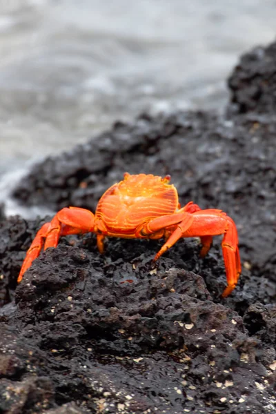 Eine Vertikale Von Sally Lightfoot Crab Grapsus Grapsus Auf Den — Stockfoto