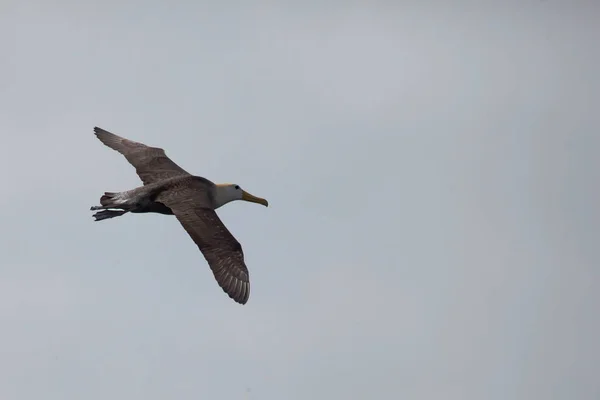 Waved Albatross Phoebastria Irrorata Tijdens Vlucht Galapagos — Stockfoto