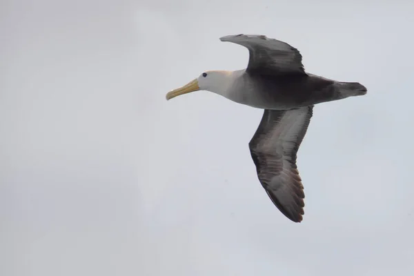 Egy Hullámos Albatross Phoebastria Irrorata Repül Galapagos — Stock Fotó