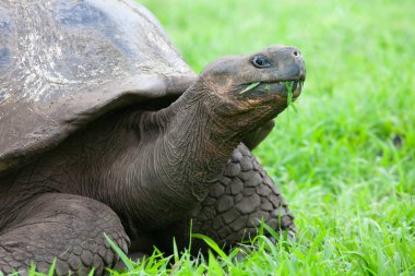 Bir Galapagos Kaplumbağa, Chelonoidis Porteri, yaklaşın.