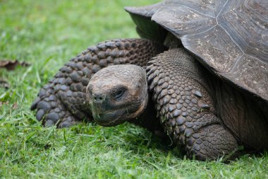 Bir Galapagos Kaplumbağa, Chelonoidis Porteri, çimenlerde dinleniyor.