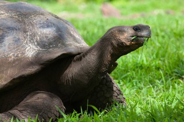 Bir Galapagos Kaplumbağa, Chelonoidis Porteri, yakın görüş