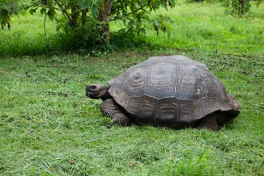 Bir Galapagos Kaplumbağa, Chelonoidis Porteri, ot yiyor.