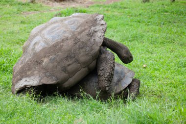 Galapagos Kaplumbağa, Chelonoidis Porteri, çiftleşen çift