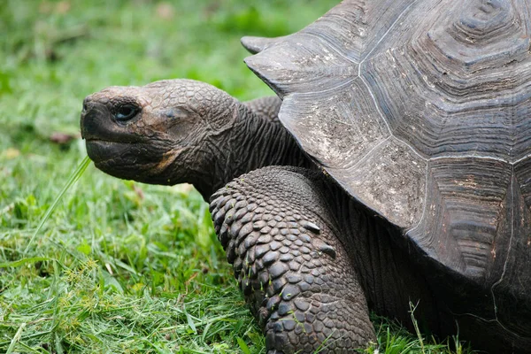 Eine Galapagos Schildkröte Chelonoidis Porteri Seitenansicht — Stockfoto