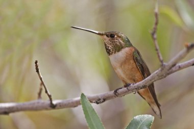 Bir Rufous Hummingbird, Selasphorus Rufus, tünekte.