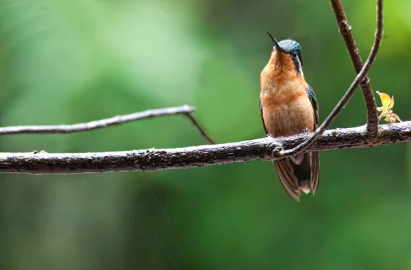 Mountaingem Lampornis Calolaemus Θηλυκό Πορφυρό Λαιμό Σκαρφαλωμένο — Φωτογραφία Αρχείου