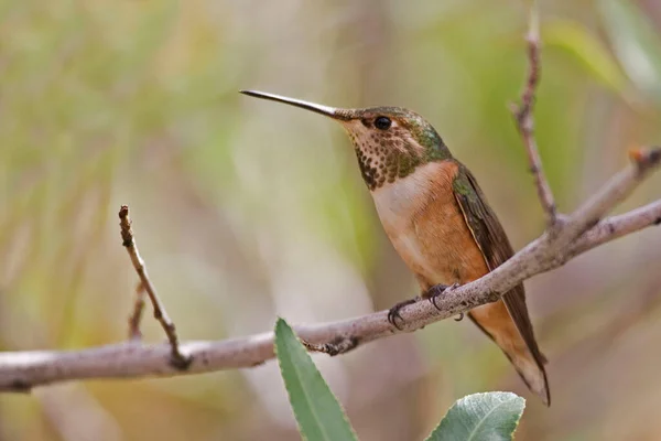 Ένα Rufous Hummingbird Selinsaorus Rufus Πέρκα — Φωτογραφία Αρχείου