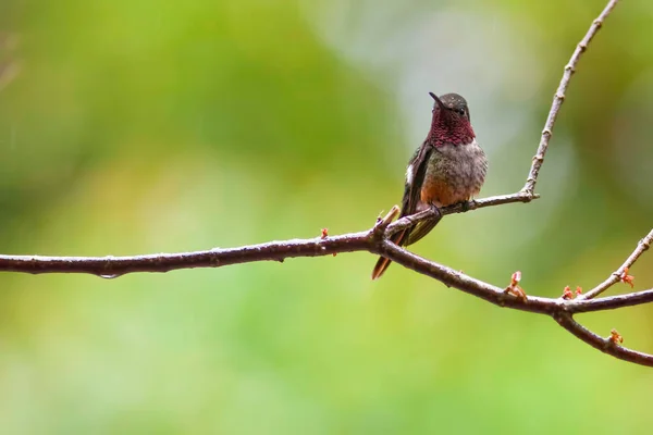 Magenta Throated Woodstar Calliphlox Bryantae Posado —  Fotos de Stock