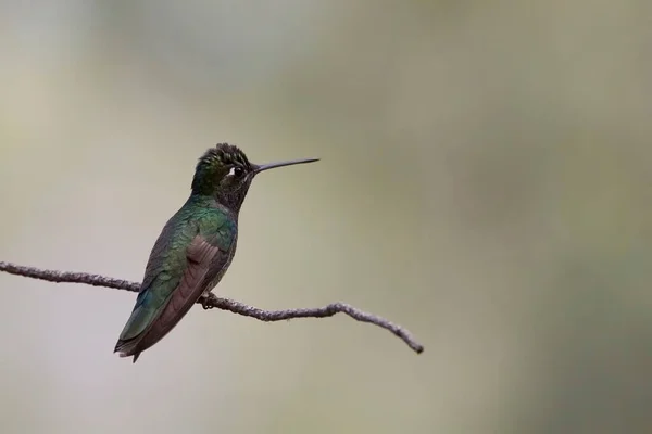 Rivoli Hummingbird Eugenes Fulgens Empoleirado — Fotografia de Stock