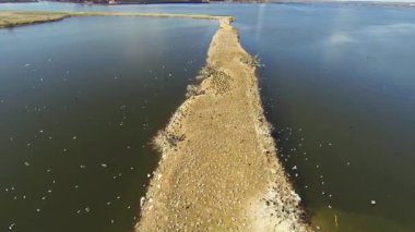 Yuvalama halkalı martılar ve çift tepeli karabatakların hava sahnesi