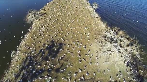 Escena Aérea Cría Gaviotas Pico Anular Cormoranes Doble Cresta — Vídeos de Stock