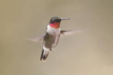 Erkek yakut boğazlı bir Hummingbird, Archilochus colubris, havada asılı duruyor.